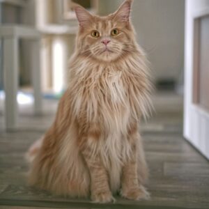 maine coon cat orange color