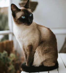 Siamese cat ที่มีหางเป็นลักษณะปกติ (Normal tail)