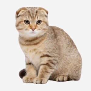 ภาพแมวสายพันธุ์สก๊อตติช โฟลด์ลาย tabby