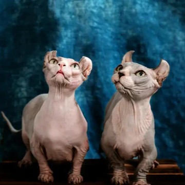 Dwelf cat