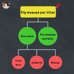ลูกสุกรหย่านมต่อครอก หรือ Pigs weaned per litter (PWL) มีความหมายคือ จำนวนเฉลี่ยของลูกสุกรหย่านมที่รอดชีวิตต่อแม่ 1 ครอก ซึ่งเป็นดัชนีสำคัญในการเลี้ยงสุกรของประเทศไทย และมีอิทธิพลต่อดัชนีลูกสุกรหย่านมต่อแม่ต่อปี (PSY) ยิ่งไปกว่านั้นดัชนี PWL ก็ยังเป็นตัวแทนที่บอกถึงประสิทธิภาพในเล้าคลอดของฟาร์มพ่อแม่พันธุ์ได้เป็นอย่างดี โดยเฉพาะประสิทธิภาพของแม่สุกรในช่วงตั้งแต่คลอดจนถึงหย่านม