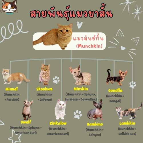 สายพันธุ์แมวขาสั้นนอกจาก munchkin ที่เป็นตันกำเนิด แล้วยังมีอีกหลายสายพันธุ์ ทั้งหมด 8 สายพันธุ์ด้วยกัน