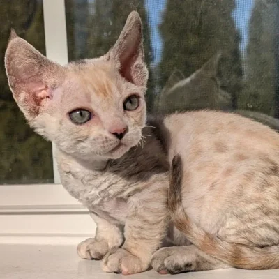 Minskin cat