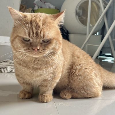 แมว munchkin สีส้มลาย tabby