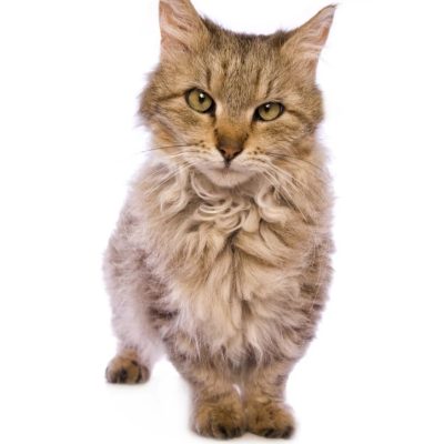 Skookum cat