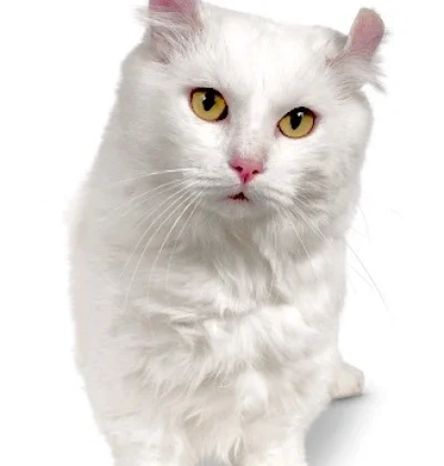 White Kinkalow cat