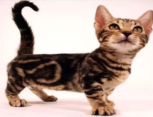 Genetta cat
