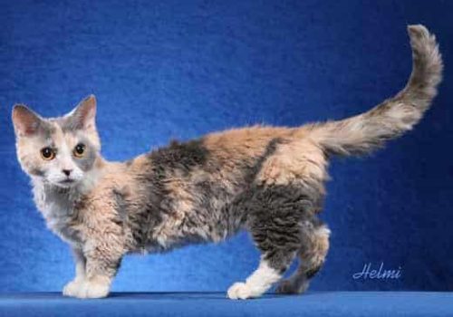 Lambkin cat